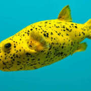 ヒメ日記 2025/12/09 00:54 投稿 みなみ イエローキャブ