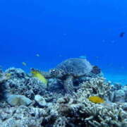 ヒメ日記 2026/03/09 13:25 投稿 まほ 新大阪秘密倶楽部