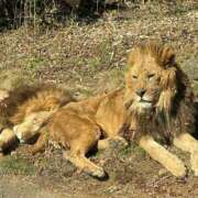 ヒメ日記 2025/12/07 15:27 投稿 はな サンキュー沼津店（サンキューグループ）