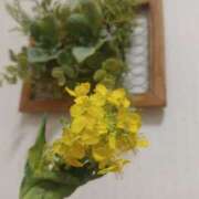 ヒメ日記 2025/03/04 09:52 投稿 磯部　まき 魅惑の官能アロマエステ　Eureka！八王子 ～エウレカ！～