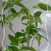 ヒメ日記 2025/07/04 18:22 投稿 磯部　まき 魅惑の官能アロマエステ　Eureka！八王子 ～エウレカ！～