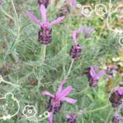 ヒメ日記 2025/09/05 18:33 投稿 磯部　まき 魅惑の官能アロマエステ　Eureka！八王子 ～エウレカ！～