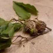 ヒメ日記 2025/09/11 11:15 投稿 磯部　まき 魅惑の官能アロマエステ　Eureka！八王子 ～エウレカ！～