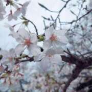 ヒメ日記 2025/04/08 00:58 投稿 るな フォーシーズン