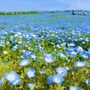 ヒメ日記 2025/04/22 23:48 投稿 るな フォーシーズン