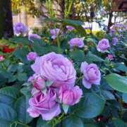 ヒメ日記 2025/05/15 16:28 投稿 るな フォーシーズン