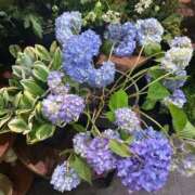 ヒメ日記 2025/05/28 23:07 投稿 美山ももよ 松戸人妻花壇