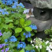 ヒメ日記 2025/06/20 01:30 投稿 美山ももよ 松戸人妻花壇