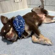 ヒメ日記 2026/01/18 18:37 投稿 美山ももよ 松戸人妻花壇