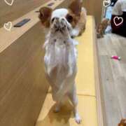 ヒメ日記 2026/03/27 18:49 投稿 美山ももよ 松戸人妻花壇