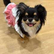 ヒメ日記 2026/03/29 13:46 投稿 美山ももよ 松戸人妻花壇