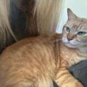 ヒメ日記 2026/04/08 16:52 投稿 矢野けいこ 川崎小町（川崎ハレ系）