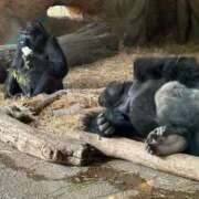 ヒメ日記 2026/04/11 17:47 投稿 矢野けいこ 川崎小町（川崎ハレ系）