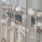 ヒメ日記 2025/03/19 10:15 投稿 なぎ 奥鉄オクテツ東京店（デリヘル市場）