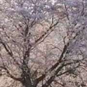 ヒメ日記 2026/04/03 13:38 投稿 えみり パンドラ(上野)