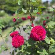 ヒメ日記 2025/08/05 14:46 投稿 りお ぼくらのデリヘルランドin久喜店