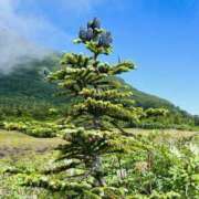 ヒメ日記 2025/09/05 09:06 投稿 りお ぼくらのデリヘルランドin久喜店