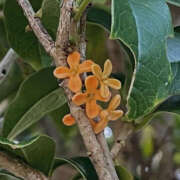 ヒメ日記 2025/10/09 07:06 投稿 りお ぼくらのデリヘルランドin久喜店