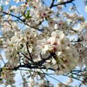 ヒメ日記 2025/04/06 15:27 投稿 すみれ エスッテ×エスッテ