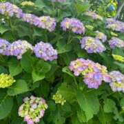 ヒメ日記 2025/05/08 23:55 投稿 すみれ エスッテ×エスッテ