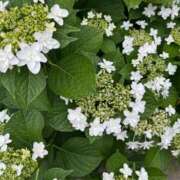 ヒメ日記 2025/05/30 14:18 投稿 すみれ エスッテ×エスッテ