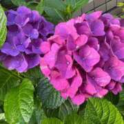 ヒメ日記 2025/06/24 21:41 投稿 すみれ エスッテ×エスッテ