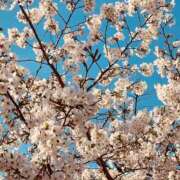 ヒメ日記 2026/04/04 08:43 投稿 佐久間　あい プルプル人妻専門店