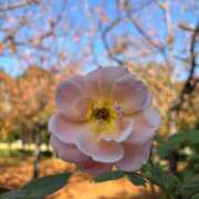 ヒメ日記 2025/11/08 10:15 投稿 堀川 なつみ Men's relaxation VEGA