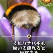 ヒメ日記 2026/04/25 14:58 投稿 堀川 なつみ Men's relaxation VEGA