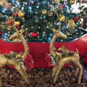 ヒメ日記 2024/12/24 14:00 投稿 やまと★ 恵里亜(エリア)