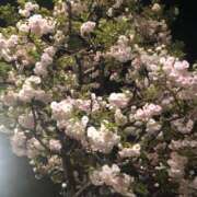 ヒメ日記 2025/04/09 23:45 投稿 やまと★ 恵里亜(エリア)