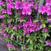 ヒメ日記 2025/04/22 15:01 投稿 やまと★ 恵里亜(エリア)