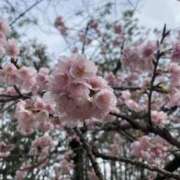 ヒメ日記 2025/03/24 21:12 投稿 白石 麻耶 こあくまな熟女たち 静岡店（KOAKUMAグループ）