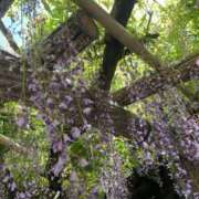 ヒメ日記 2025/05/15 17:02 投稿 白石 麻耶 こあくまな熟女たち 静岡店（KOAKUMAグループ）