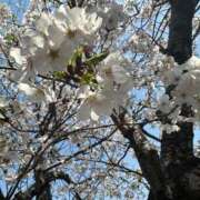 ヒメ日記 2025/04/12 09:02 投稿 りお ぽちゃSPA