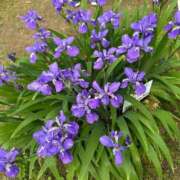 ヒメ日記 2025/09/06 09:02 投稿 りお ぽちゃSPA