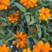 りお ２日が経ちますが ぽちゃSPA