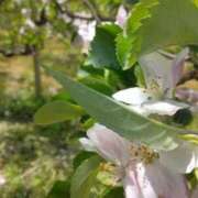 ヒメ日記 2026/04/25 17:12 投稿 まりか 奥様特急三条店