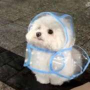 ヒメ日記 2025/02/26 23:13 投稿 高月せり THE痴漢電車.com