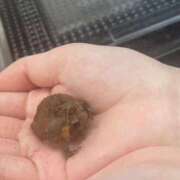 ヒメ日記 2025/03/01 13:52 投稿 月城せり 全裸美女からのカゲキな誘惑