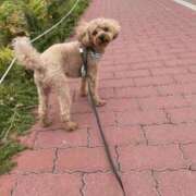 ヒメ日記 2025/06/04 15:36 投稿 ここ 快楽玉乱堂