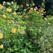 ヒメ日記 2025/09/18 13:50 投稿 みゆき 石亭