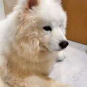 さとみ もふもふしたいの🐶 池袋しろパラ