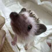 ヒメ日記 2026/03/04 22:01 投稿 さとみ 池袋しろパラ