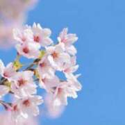 ヒメ日記 2025/04/03 17:03 投稿 浜田(はまだ) 八王子人妻城