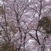 ヒメ日記 2026/03/31 20:18 投稿 浜田(はまだ) 八王子人妻城