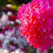 ヒメ日記 2025/05/10 20:27 投稿 国仲 モアグループ大宮人妻花壇