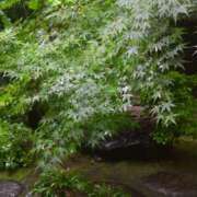 ヒメ日記 2025/06/17 06:13 投稿 かれん とろける時間～脳バク♡エステ～