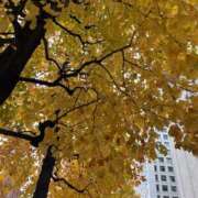 ヒメ日記 2025/11/26 12:49 投稿 つきひ 新宿プチドール