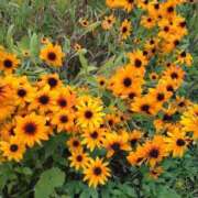 ヒメ日記 2025/09/01 07:28 投稿 萩原ふみえ お姉さんLABO -艶-